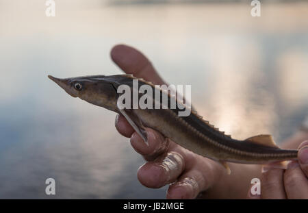 Fischer hält einen Stör im Fluss gefangen. Angelhintergründe. Junger Mann hält großen Stör in den Händen. Fischkarpfen. Stockfoto