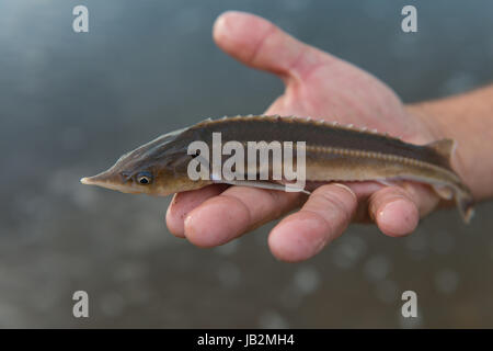 Fischer hält einen Stör im Fluss gefangen. Angelhintergründe. Junger Mann hält großen Stör in den Händen. Fischkarpfen. Stockfoto