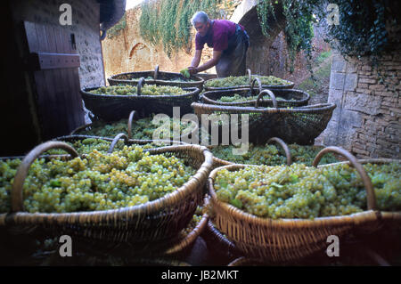 Die Lese CHARDONNAY Burgund Körbe aus Chardonnay-Trauben außerhalb Louis Latour Château de Grancey Weingut geerntet, französische Arbeiter überprüfen Trauben Wein Stockfoto