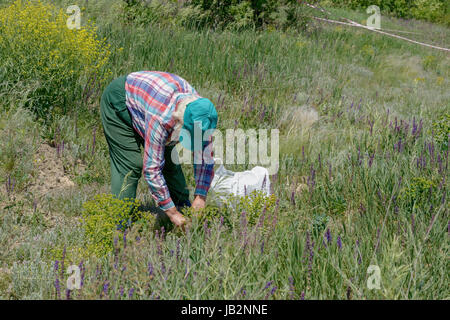 Ältere Frau im karierten Hemd und grüne Kappe beugte sich über Unkraut von Ödland in hellem Sonnenlicht, Kräuter zu sammeln. Stockfoto