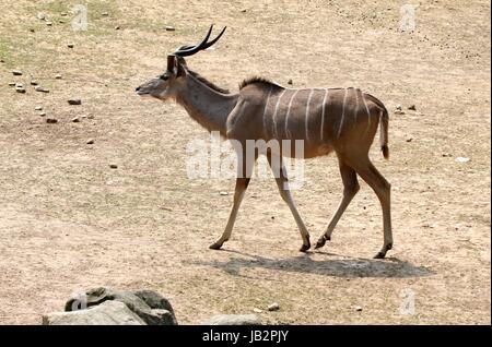 Ältere männliche South African große Kudu Antilope (Tragelaphus Strepsiceros). Stockfoto