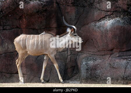 Ältere männliche South African große Kudu Antilope (Tragelaphus Strepsiceros). Stockfoto