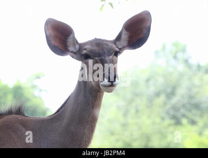 Weibliche South African große Kudu Antilope (Tragelaphus Strepsiceros) Stockfoto