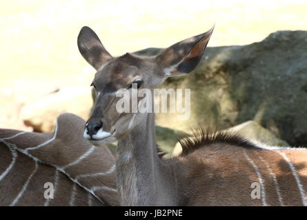 Weibliche South African große Kudu Antilope (Tragelaphus Strepsiceros) Stockfoto