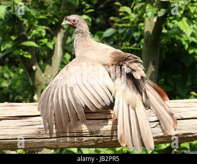 South American Chaco Chachalaca Geflügel (Ortalis Canicollis). Stockfoto