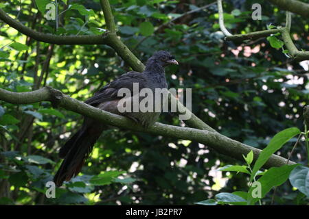 South American Chaco Chachalaca Geflügel (Ortalis Canicollis) in einem Baum. Stockfoto