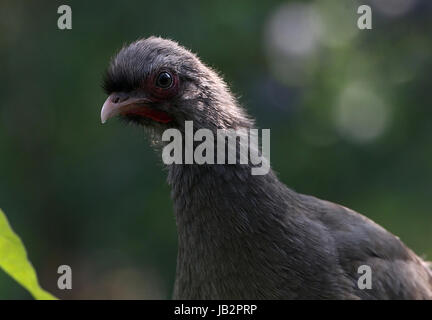 South American Chaco Chachalaca Geflügel (Ortalis Canicollis) in extremen Nahaufnahmen. Stockfoto