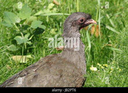 South American Chaco Chachalaca Geflügel (Ortalis Canicollis) in extremen Nahaufnahmen. Stockfoto