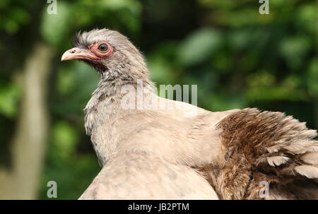 South American Chaco Chachalaca Geflügel (Ortalis Canicollis) in extremen Nahaufnahmen. Stockfoto