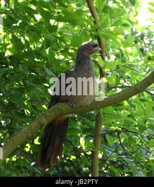 South American Chaco Chachalaca Geflügel (Ortalis Canicollis) in einem Baum. Stockfoto