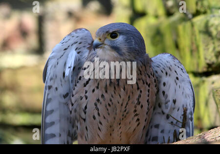 Extreme Nahaufnahme von einem männlichen europäischen Turmfalke (Falco Tinnunculus). Stockfoto
