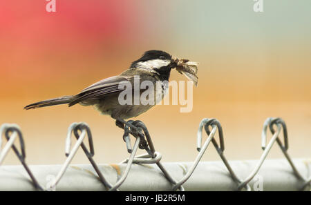 Ein schwarz-capped Chickadee reist die Zaunleitung, sammeln von Nahrung, um ihre Jungen zu nehmen Stockfoto