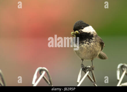 Ein schwarz-capped Chickadee reist die Zaunleitung, sammeln von Nahrung, um ihre Jungen zu nehmen Stockfoto