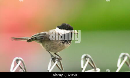 Ein schwarz-capped Chickadee reist die Zaunleitung, sammeln von Nahrung, um ihre Jungen zu nehmen Stockfoto