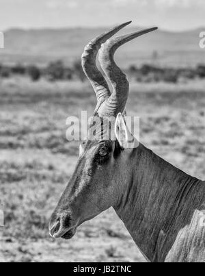 Closeup Portrait eine rote Kuhantilope Antilope Stockfoto