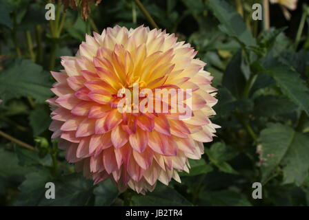 Großen Dahlien blühen in der Sonne. Stockfoto