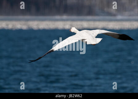 Einsamer Schneegans über das Wasser fliegen Stockfoto