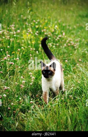 Tierwelt in Aktion erwischt Stockfoto