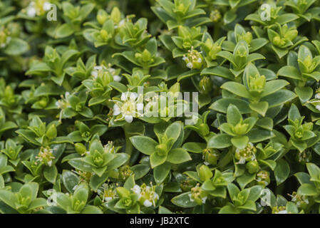 Blume des Meeres Sandwort (Honkenya Peploides) Stockfoto