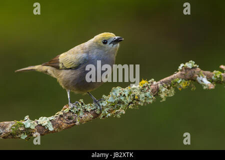 Palm-Voegel (Tharupis Palmarum), Icononzo, Tolima, Kolumbien Stockfoto