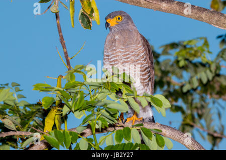 Die am Straßenrand Hawk (Rupornis Magnirostris) in Piedras, Tolima, Kolumbien Stockfoto