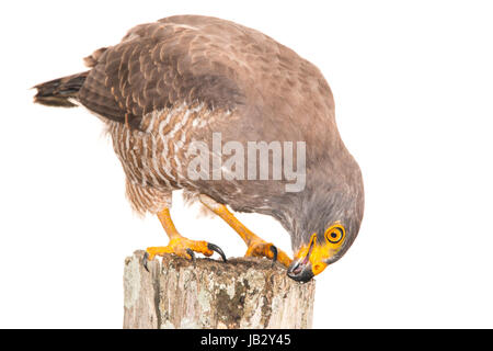 Die am Straßenrand Hawk (Rupornis Magnirostris) in Piedras, Tolima, Kolumbien Stockfoto