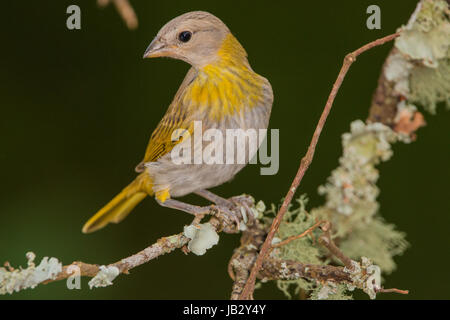 Juvenile von Safran Finch (Sicalis Flaveola) in Kolumbien Stockfoto