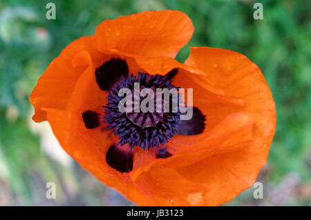 Nahaufnahme von orange rote orientalische Mohn (Papaver Orientale) Blüte im Frühjahr, Vancouver, Britisch-Kolumbien, Kanada Stockfoto