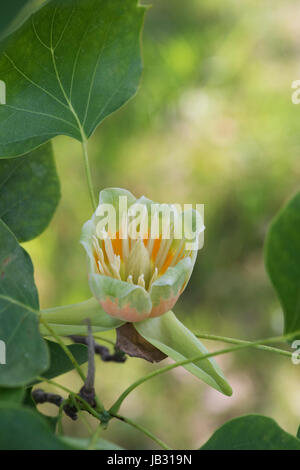 Liriodendron Tulipifera Fastigiatum Blüte. Tulpenbaum Blume Stockfoto