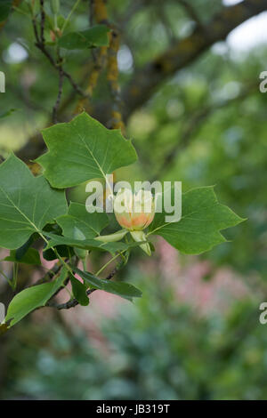 Liriodendron Tulipifera Fastigiatum Blüte. Tulpenbaum Blume Stockfoto