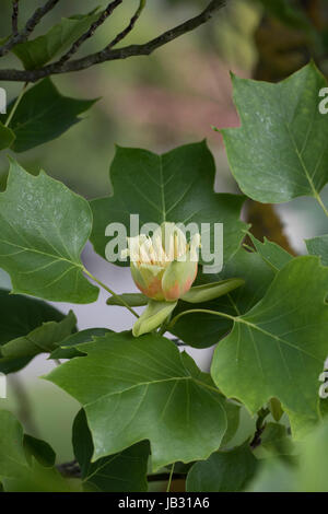 Liriodendron Tulipifera Fastigiatum Blüte. Tulpenbaum Blume Stockfoto