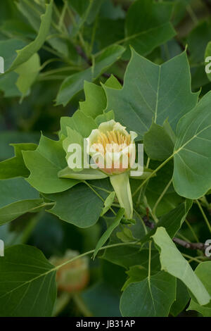 Liriodendron Tulipifera Fastigiatum Blüte. Tulpenbaum Blume Stockfoto