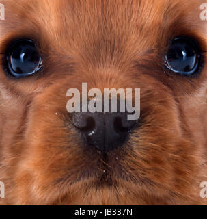 junge Blenheim Cavalier king Charles vor weißem Hintergrund Stockfoto