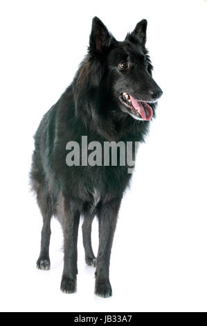 Bild von einem reinrassigen belgischen Schäferhund-groenendael Stockfoto