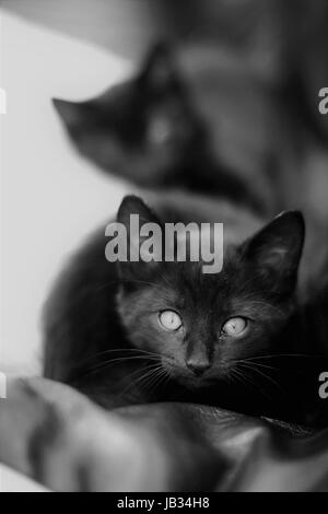 Zwei kleine schwarze Kätzchen liegend auf einem Kissen suchen, gekühlt und schläfrig Stockfoto