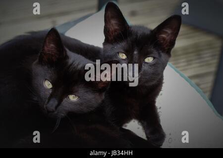 Zwei schwarze Katzen ein Sonnenbad im Liegestuhl auf der Terrasse in der Sonne im Garten schwarz schwarzes Kätzchen Kätzchen, Anschlusskonzept, Brüder, Zwillinge, Stockfoto