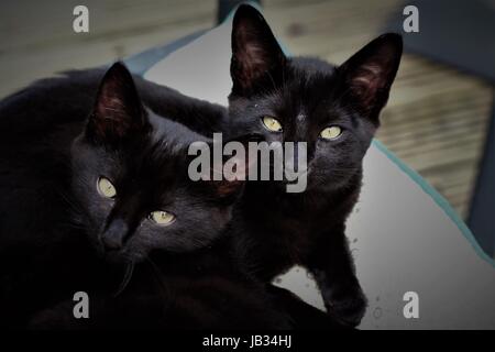 Zwei schwarze Katzen ein Sonnenbad im Liegestuhl auf der Terrasse in der Sonne im Garten schwarz Kätzchen Stockfoto