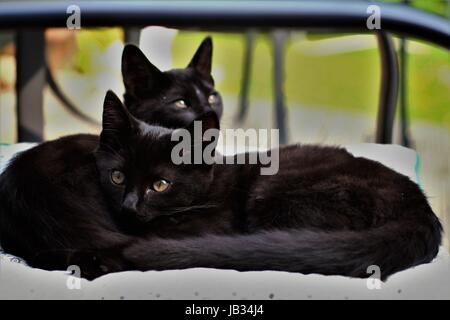 Zwei schwarze Katzen ein Sonnenbad im Liegestuhl auf der Terrasse in der Sonne im Garten Kätzchen Kätzchen Stockfoto