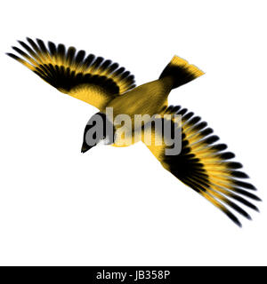 Digitale 3D Rendern von einem fliegenden Singvogel Stieglitz isoliert auf weißem Hintergrund Stockfoto