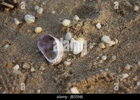 Muscheln im Sand Stockfoto