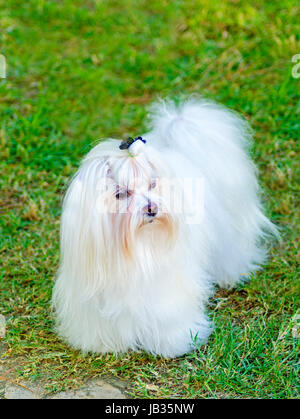 Blick auf eine kleine, zeigen junge und schöne Malteser Hund mit langen weißen Mantel stehen auf dem Rasen. Malteser haben seidiges Haar und sind hypoallergen. Stockfoto