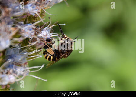Nahaufnahme von gebänderten Bienen sammeln Nektar Pollen von Echium Blume, Porto Santo, Madeira, Portugal Stockfoto
