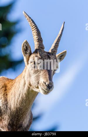 Nahaufnahme des Kopfes ein Alpensteinbock oder Steinbock Mustermann Stockfoto