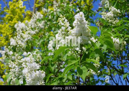 Flieder-Weiss - lila-weiß 01 Stockfoto