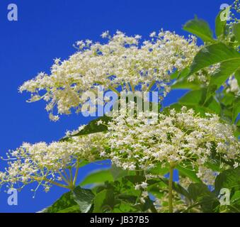 Holunder Blüte - Holunderblüten 40 Stockfoto