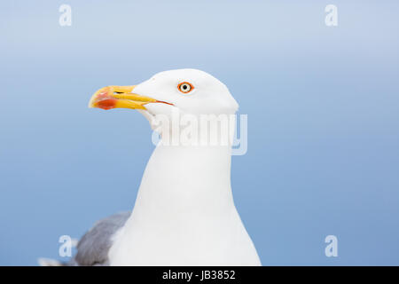 Möwe stehend auf Felsen Stockfoto