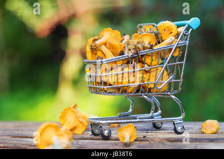 Haufen von frischen gelben Wald Pfifferlinge im Warenkorb auf hölzernen Hintergrund Stockfoto