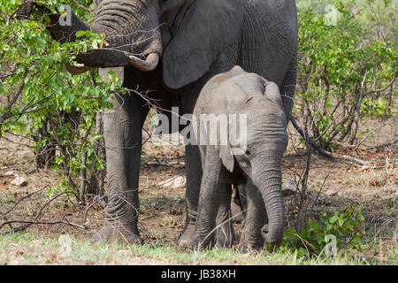 Afrikanischer Elefant (Loxodonta Africana) oder afrikanischen Bush Elefanten Stockfoto