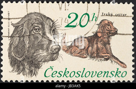 Tschechoslowakei - CIRCA 1973: Eine Briefmarke gedruckt in der Tschechoslowakei zeigt Jagd Hund Rasse Irish Red Setter, ca. 1973 Stockfoto