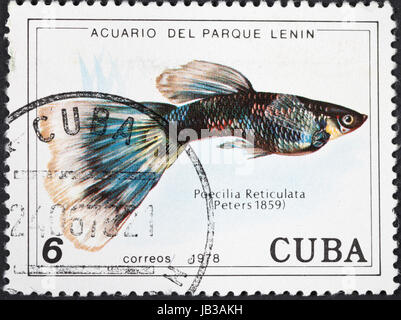 Kuba - CIRCA 1978: Eine Briefmarke gedruckt in Kuba zeigt Poecilia Reticuata - Guppy Fische, ca. 1978 Stockfoto